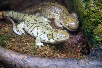 A Barred tiger salamander at a local zoo