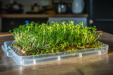 Fresh microgreen plants on the kitchen. Organic superfood concept. Healthy lifestyle. Organic plants