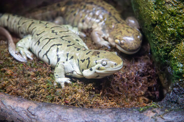 A Barred tiger salamander at a local zoo