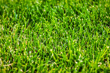 Green grass field texture in sunlight