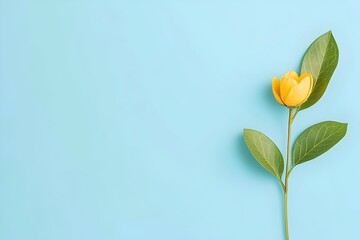 Fototapeta premium Single yellow flower with green leaves on light blue background