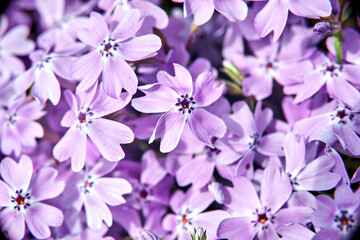 purple phlox flowers in the garden in early spring
