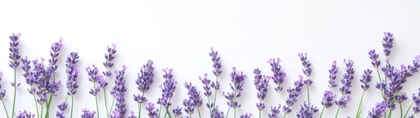 Lavender flowers on a white background, two-sided banner, top view, high-resolution photography, high-quality photo