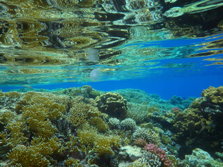 coral reef in the sea