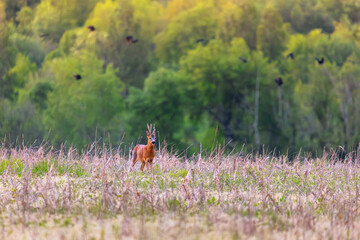 Roe deer, capreolus capreolus, forages and looks around the misty meadow in the early morning. Unconscious female wild animals with orange fur grazing on the hay field in summer.