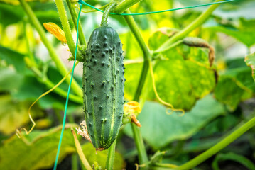 Ripe organic cucumber in the house garden