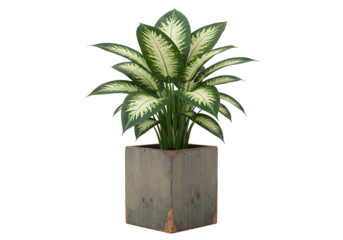 Elegant dieffenbachia plant in square wooden pot on pristine white background