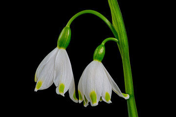 Macro of two Spring snowflake flowers. It is a flowering plant in the family Amaryllidaceous and is native to central and southern Europe from Belgium to Ukraine. It is a bulbous herbaceous plant.