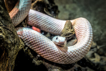 White rat snake on the dry tree stump