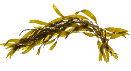 Seaweeds sunlit dance golden fronds sway on the inky canvas of the deep