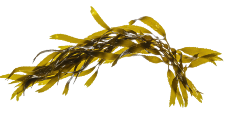 Seaweeds sunlit dance golden fronds sway on the inky canvas of the deep