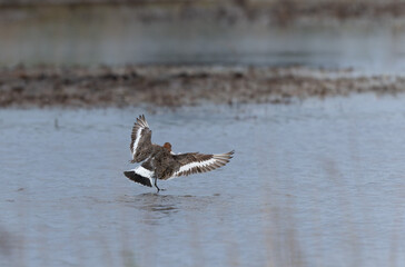Black-tailed Godwit Limosa limosa in a swamp in northern Brittany