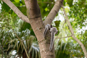 Fototapeta premium Marmoset monkey in a tree in an urban environment in Brazil
