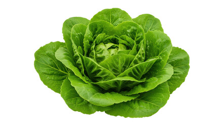 Lush green cos lettuce rosette a culinary jewel against a stark black backdrop