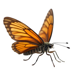 butterfly isolated on transparent background" 
