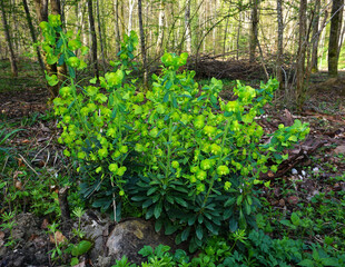 Mandelblättrige Wolfsmilch; Mandel-Wolfsmilch; Euphorbia amygdaloides; wood spurge;