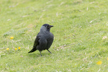 Jackdraw Corvus monedula around Suscinio Castle in Brittany