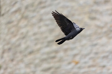 Jackdraw Corvus monedula around Suscinio Castle in Brittany