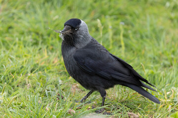 Jackdraw Corvus monedula around Suscinio Castle in Brittany
