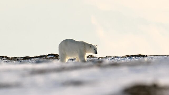 Polar Bear sniffing for nearby prey in the harsh environment of the north pole Arctic circle