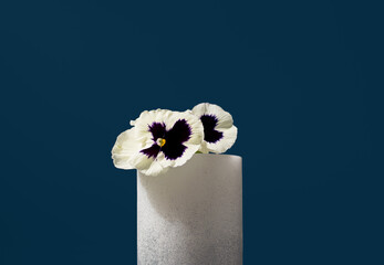 Flores de pensamiento blancas naturales, flor de viola tricolor sobre un soporte blanco y fondo azul