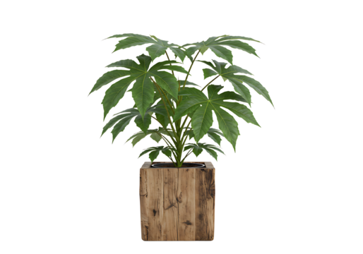 Lush Aralia Plant in Rustic Wooden Box, a Symbol of Natural Indoor Decoration