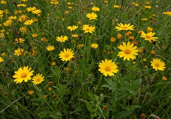 Obraz premium 草原輝く黄色い花畑 穏やか自然光