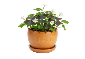 Fototapeta premium Oxalis plant with blooming delicate white flowers in a decorative wooden pot isolated