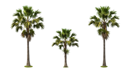 Trio of Talipot Palms stand majestically against a stark black backdrop