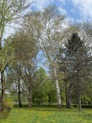 Large Platanus tree with light-colored bark in a green park, surrounded by grass and dandelions under a blue sky.