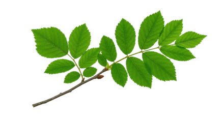 Verdant ash branch leaves poised against a stark black canvas