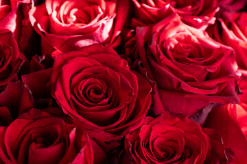 Close-up of multiple fresh red roses showing detailed petals in natural light, perfect for floral or botanical themes.