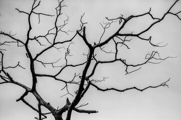 Obraz premium Black and White Background of Curved Tree Branches.