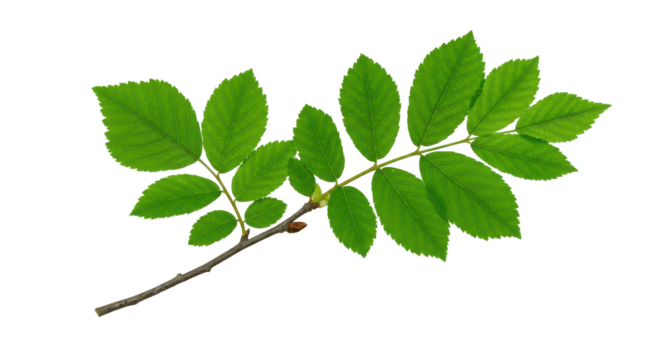 Verdant ash branch leaves poised against a stark black canvas