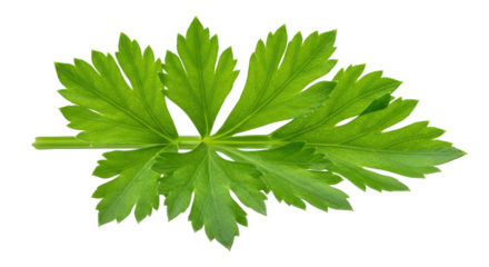 Verdant Celery Delight Crisp leaves shine against a stark backdrop