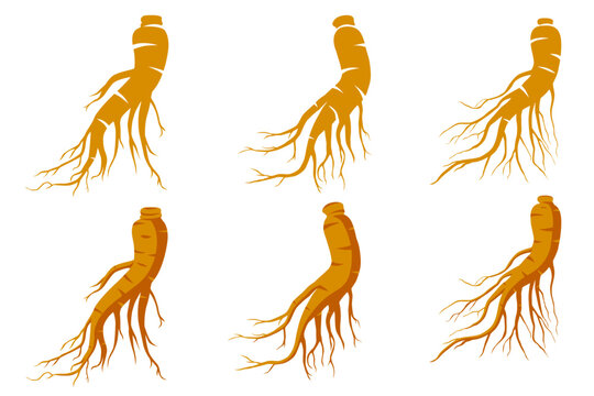 Fresh Ginseng root vector illustration isolated on white background.Vector eps 10.	