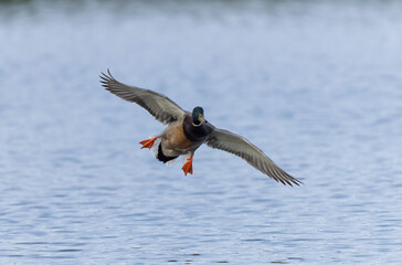 Mallard Anas platyrhynchos in close view