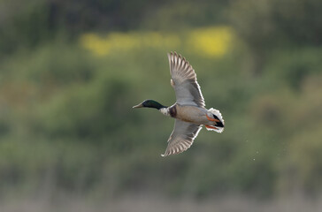 Mallard Anas platyrhynchos in close view
