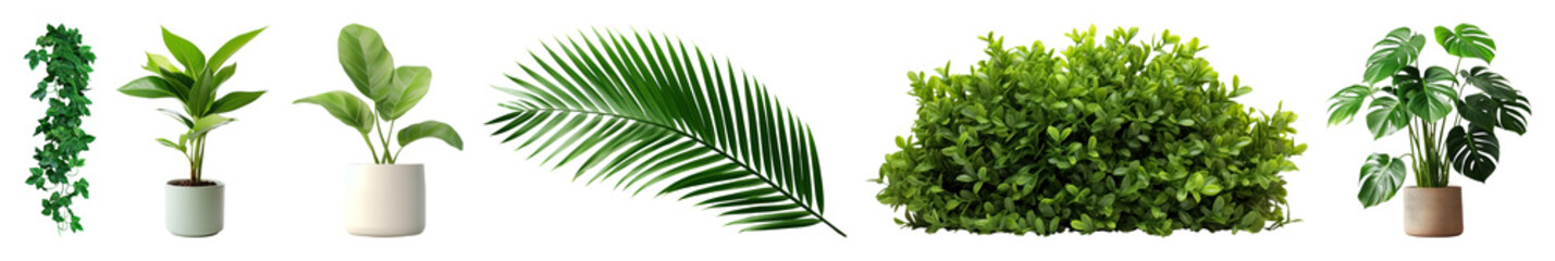 Obraz premium PNG Lush green indoor plant collection, element set on transparent background