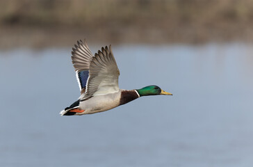 Mallard Anas platyrhynchos in close view