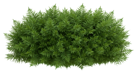 Verdant fern canopy unfolds against inky expanse