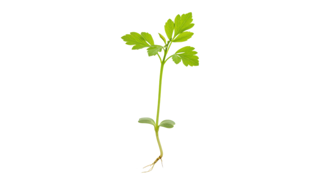 Sprouting beauty Green seedling against stark black new life emerges