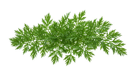 Fototapeta premium Verdant filigree on midnight fernlike foliage in intricate beauty against stark black