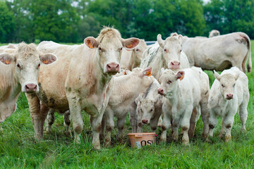 Group of white cows in green field