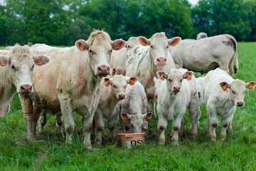 Group of white cows in green field