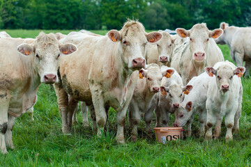 Group of white cows in green field