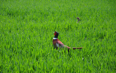 pheasant in green grass on a sunny day