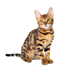 A Bengal cat with striking spotted and striped fur sits alertly, displaying large ears and bright, expressive eyes.