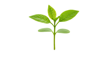 Fototapeta premium Verdant sprout Upward climb in the dark