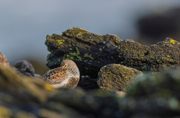 Dunlin Calidris alpina walking on a sandy beach on low tide in Brittany in France